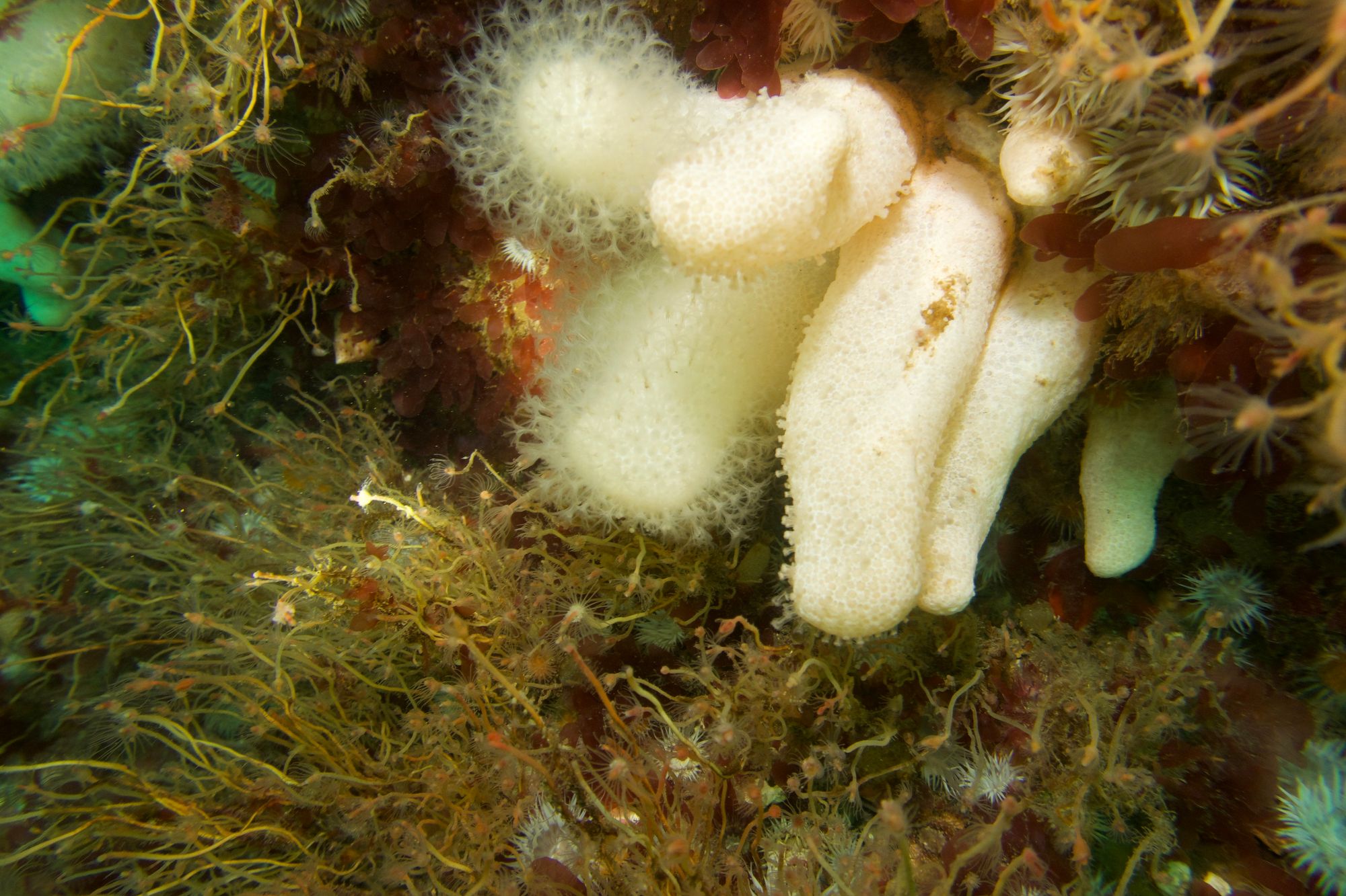 Capturing The Burroo's Beauty: Scuba Diving & Photography under the Isle of Man"