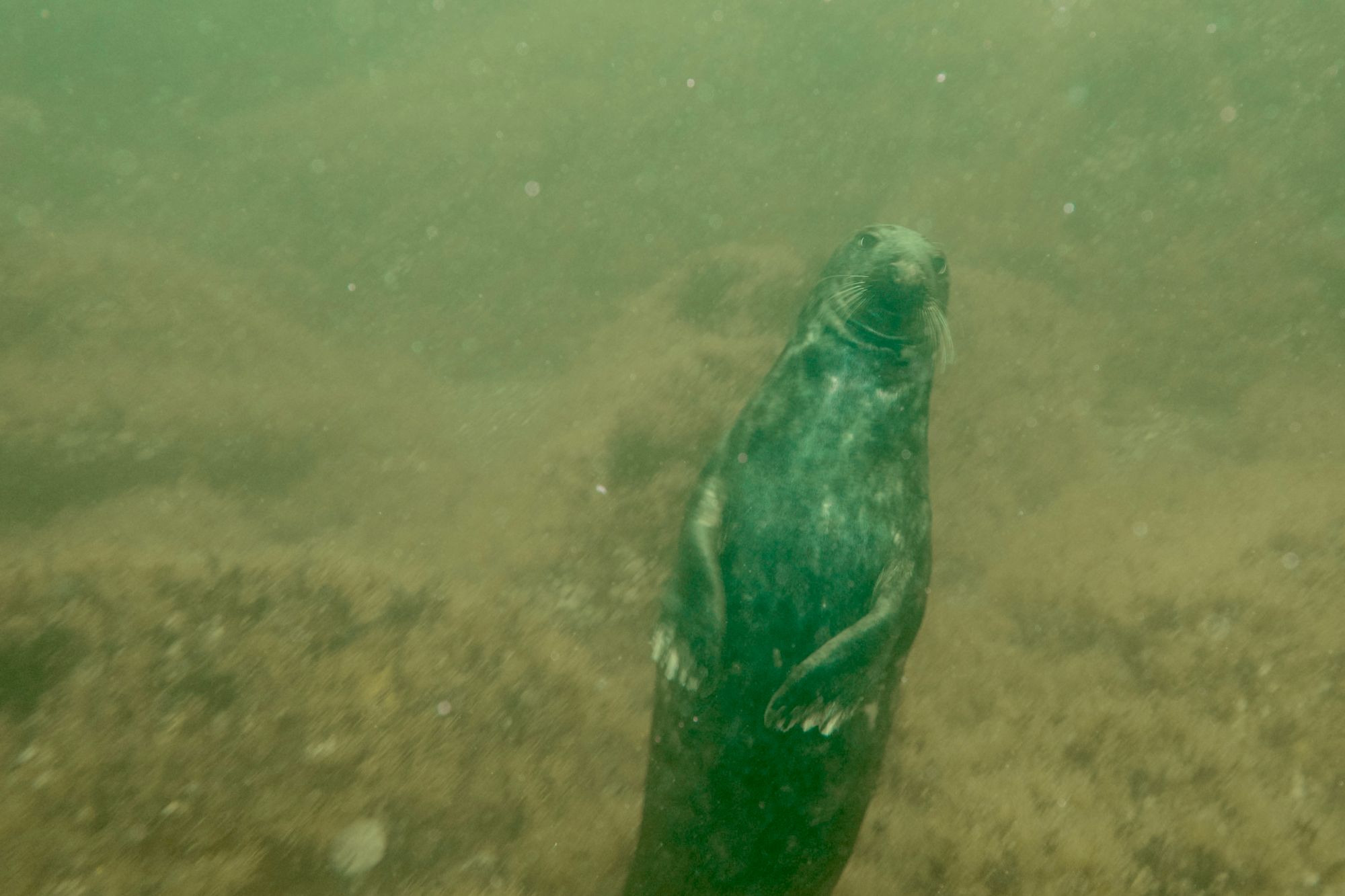 Capturing The Burroo's Beauty: Scuba Diving & Photography under the Isle of Man"